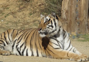 drifter_tiger_relaxed