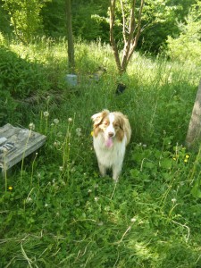 foxie_loxie-blog