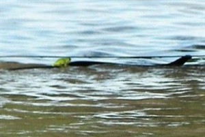 frog on snake