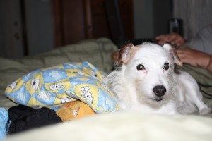 gracie