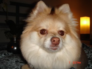 gracie