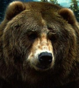 grizzlybearfacea