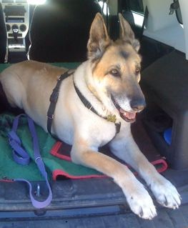 My wolfdog Maia