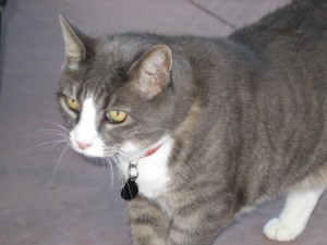 joey