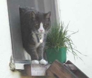 joey in cat window_2