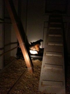 late nite chicks Hey Chicks, You OK?