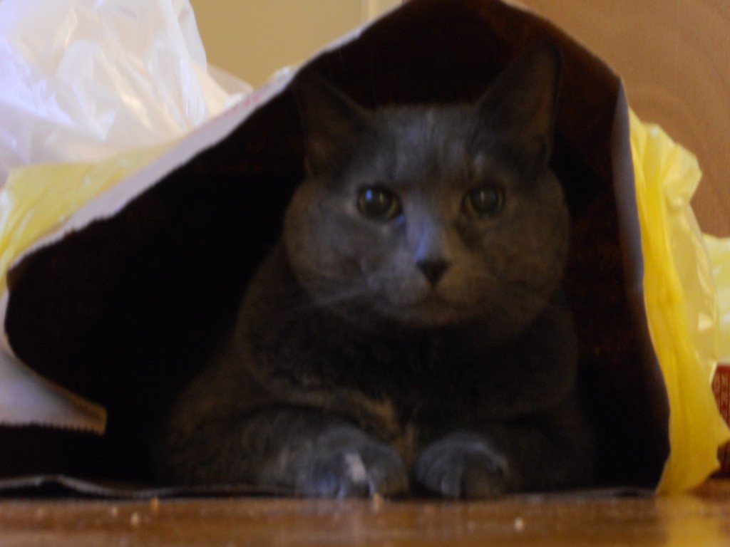 leeloo_in_groc_bag