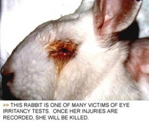 loreal-bunny-testing