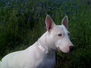 lucyliubluebonnet