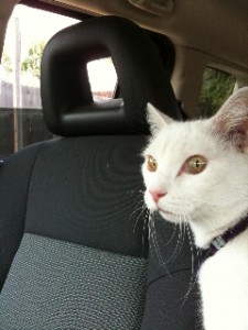 makia car