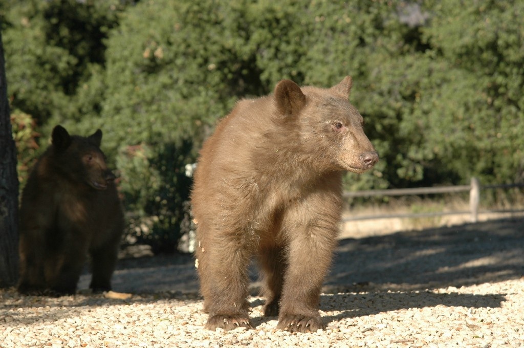 marks bear bear as a cub four years ago
