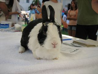 meadowbunny.at.jpg