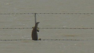 monitor lizard on pole