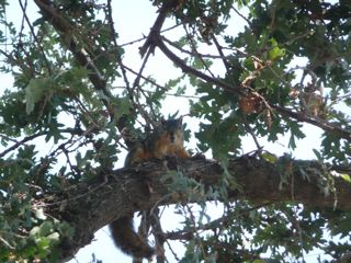 mr. squirrely looking Will You Please Fill The Feeder?