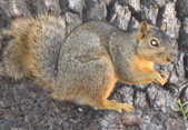 mr.squirrelly.jpg