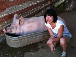 Animal Acres Pig & Ai