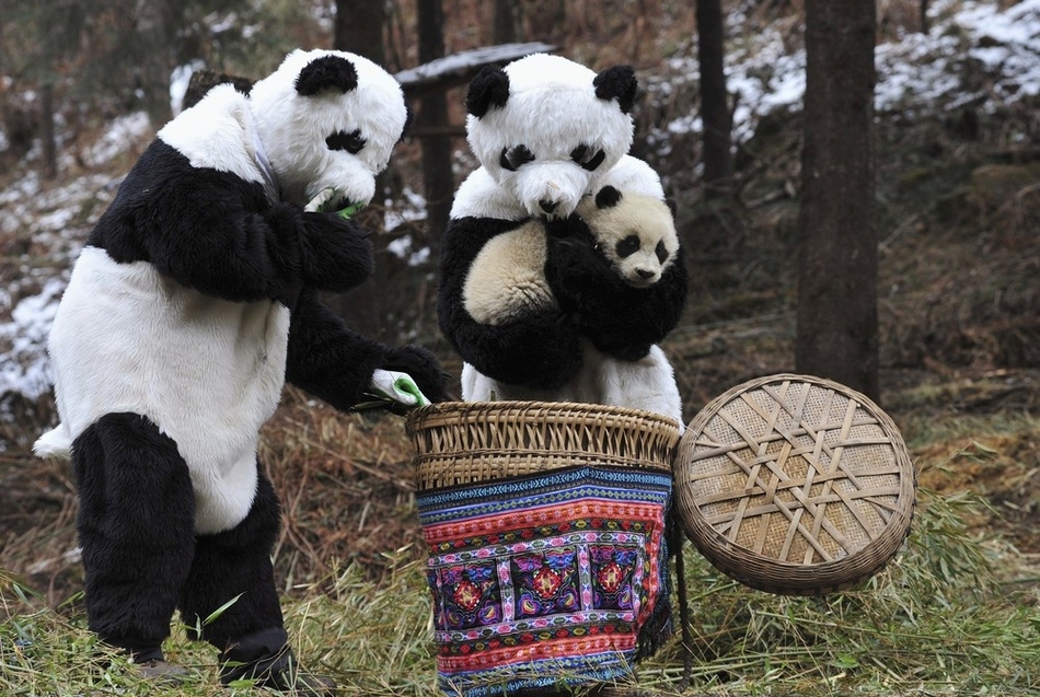pandaAndHumanPandas