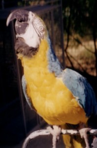 parrot