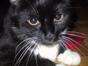 pepin1