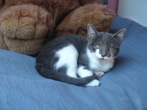 pepper_016