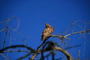 redtailed hawk