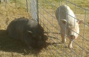 reggie_pork_chop_crop