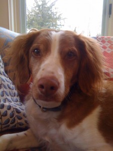rosie