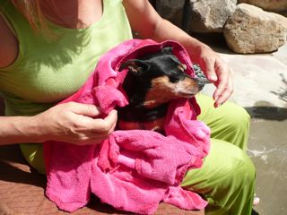roxy%20in%20blanket.jpg