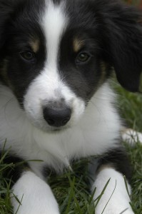 sadie
