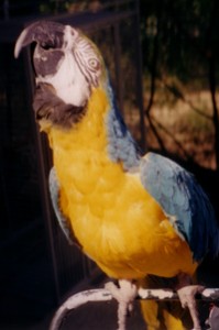 seamore parrot