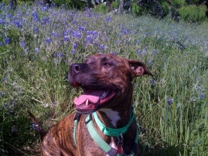 sweetybluebonnet