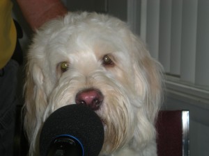 teddythedog2-1