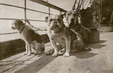 Titanic_Dogs_on_Titanic