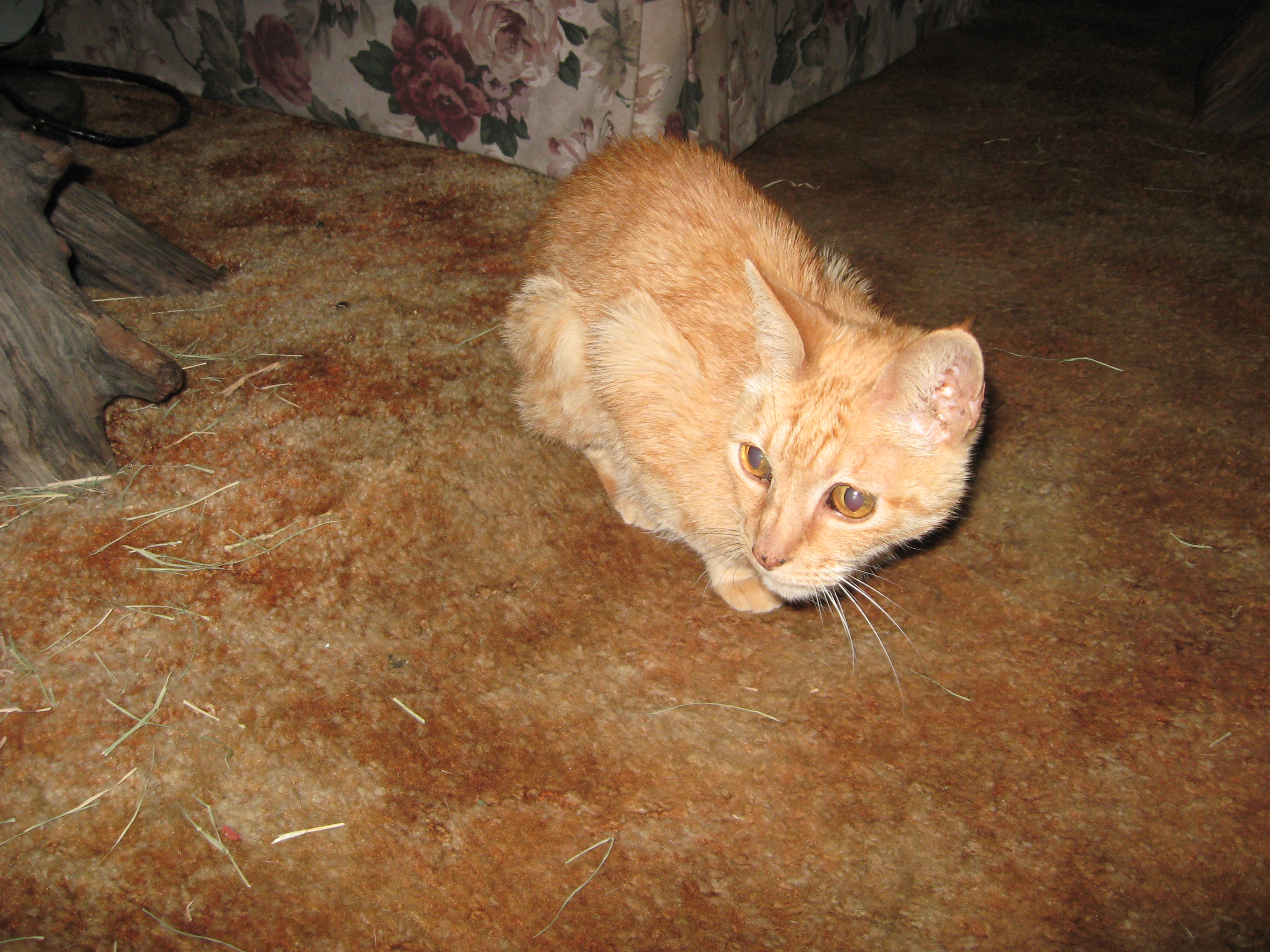 tomas-1