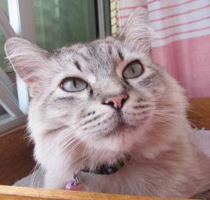 totoro_blog
