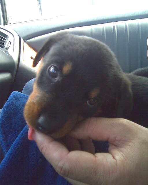 wanda's pup