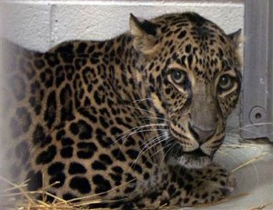 zanesville-leopard