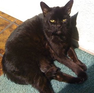 ziggy%20the%20cat.at.jpg