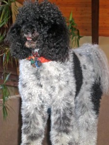 zoe_poodle
