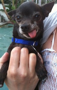 zorro
